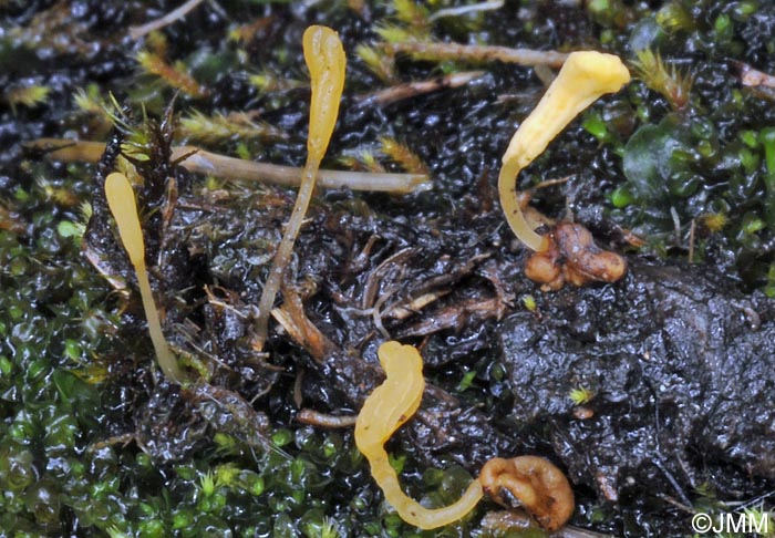 Episclerotium sclerotipus = Mitrula sclerotipus