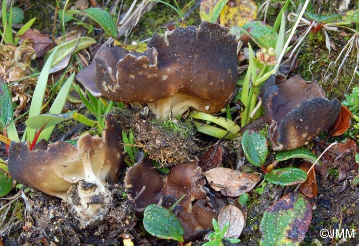 Helvella aestivalis