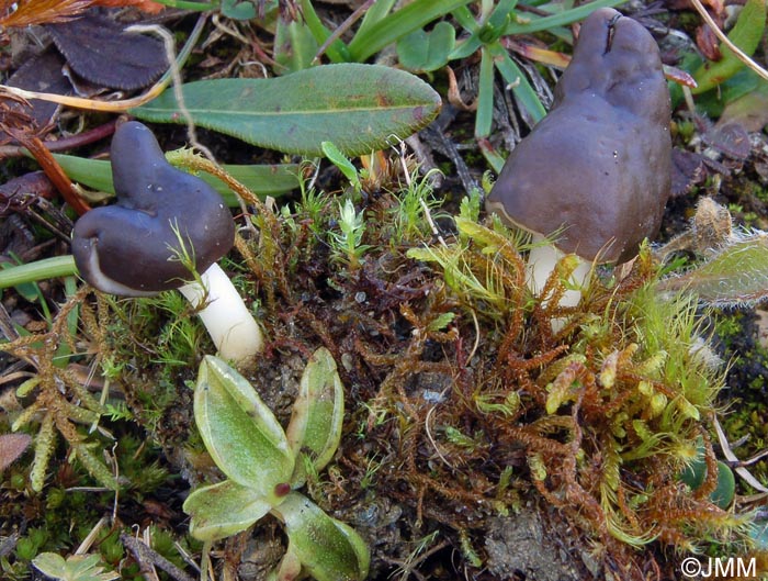 Helvella capucina