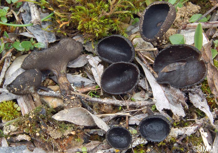 Helvella corium