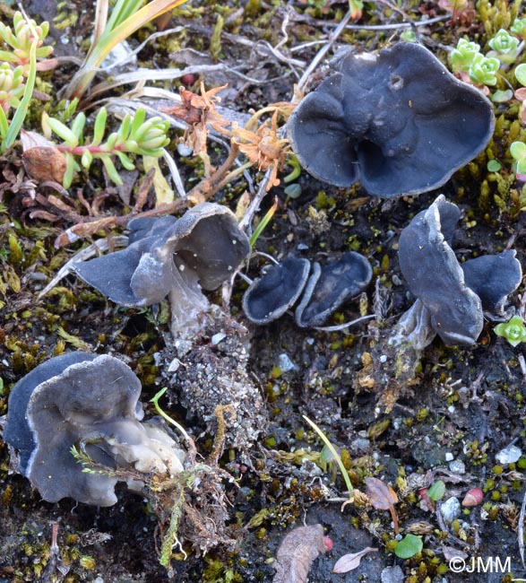 Helvella dovrensis