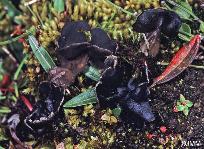 Helvella dovrensis