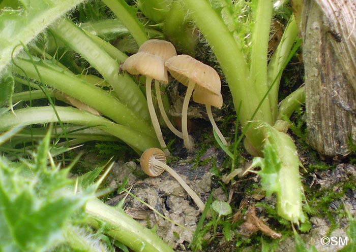 Hemimycena ochrogaleata