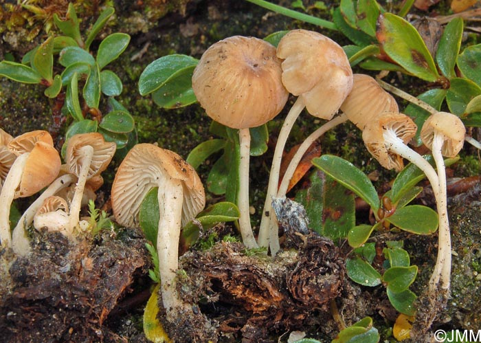 Hemimycena ochrogaleata