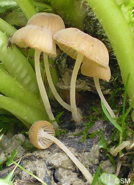 Hemimycena ochrogaleata