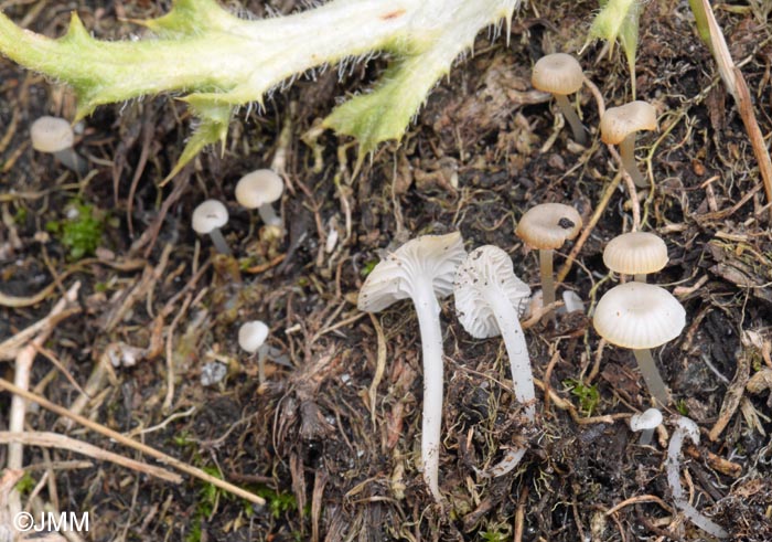 Hemimycena ochrogaleata