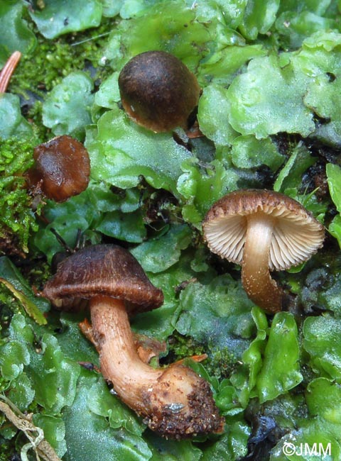 Inocybe favrei