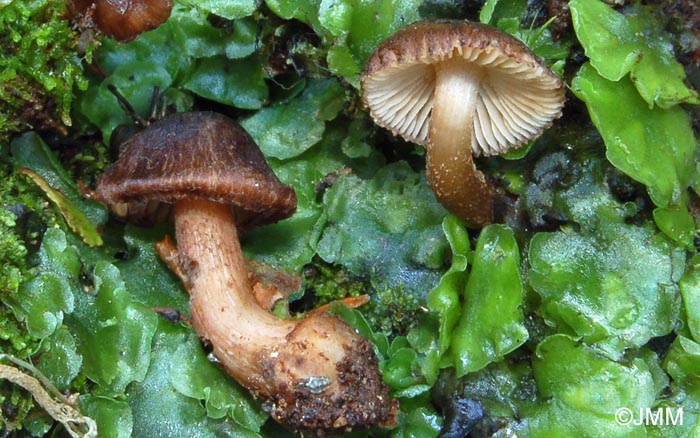 Inocybe favrei