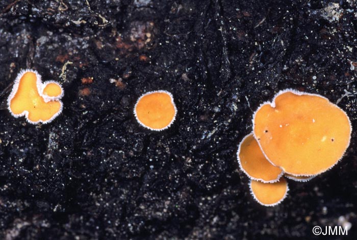 Lachnellula suecica = Lachnellula chrysophthalma ss.auct.