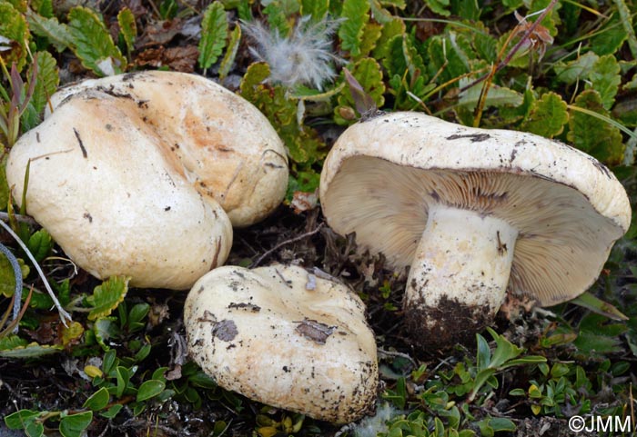 Lactarius dryadophilus