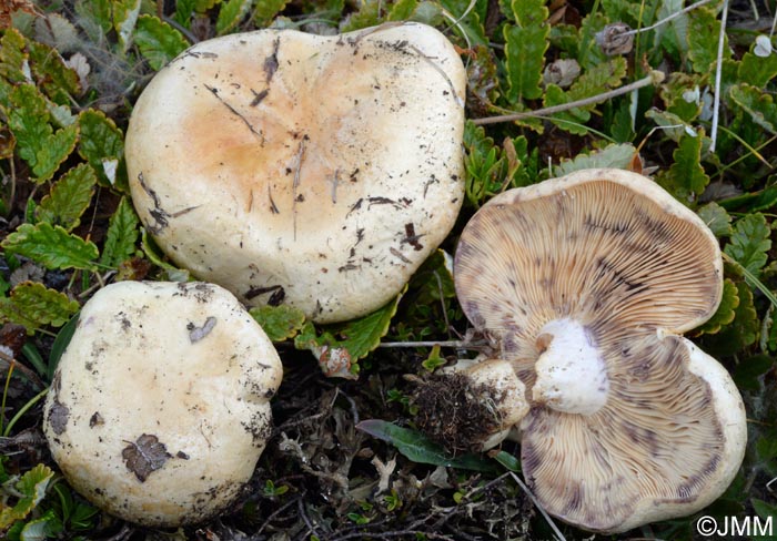 Lactarius dryadophilus