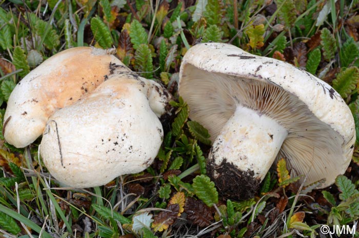 Lactarius dryadophilus