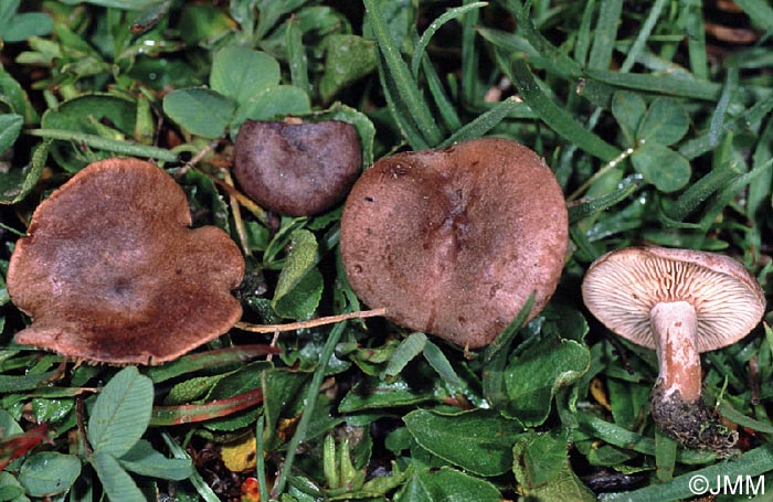 Lactarius nanus