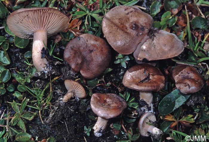 Lactarius nanus