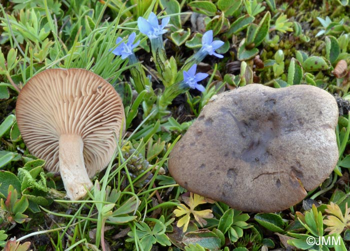 Lactarius nanus & Gentiana nivalis