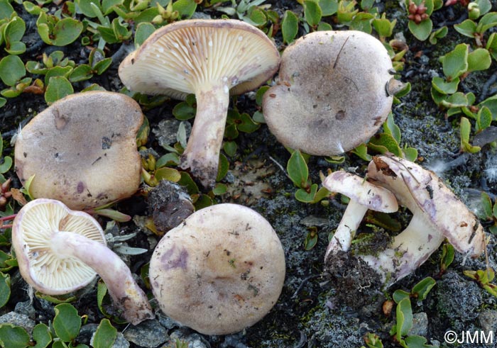 Lactarius pseudouvidus