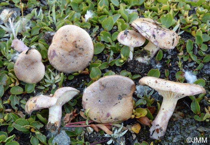 Lactarius pseudouvidus