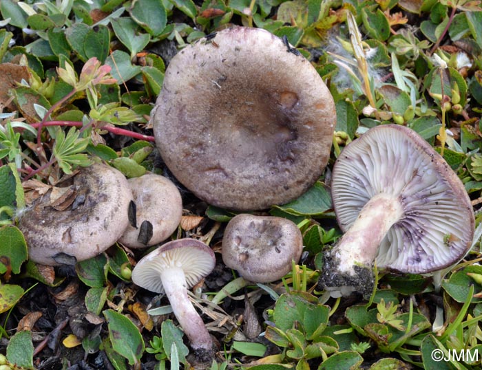 Lactarius pseudouvidus