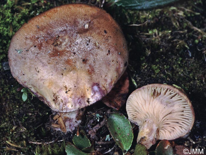 Lactarius pseudouvidus