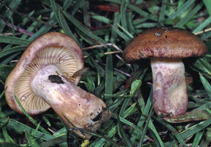 Lactarius pseudouvidus