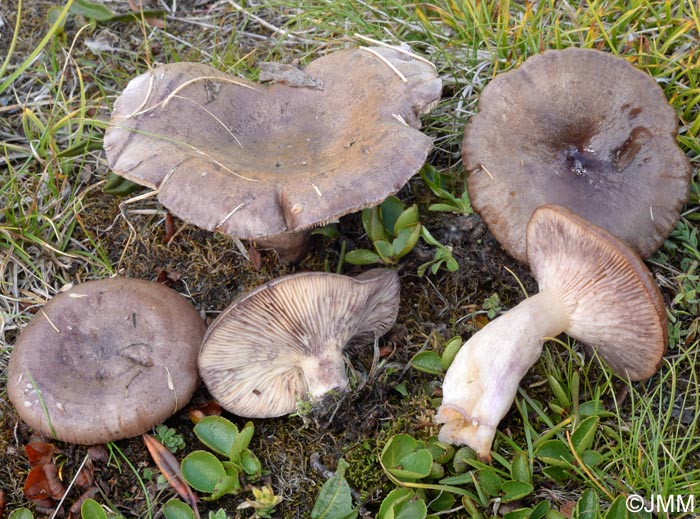 Lactarius robertianus = Lactarius brunneoviolaceus