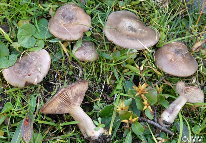 Lactarius robertianus = Lactarius brunneoviolaceus