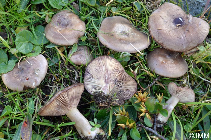 Lactarius robertianus = Lactarius brunneoviolaceus