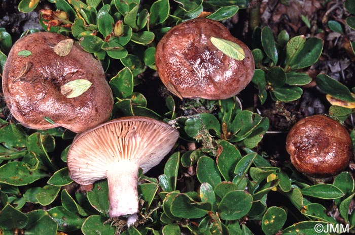 Lactarius robertianus = Lactarius brunneoviolaceus