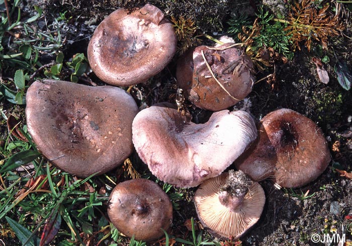 Lactarius robertianus = Lactarius brunneoviolaceus