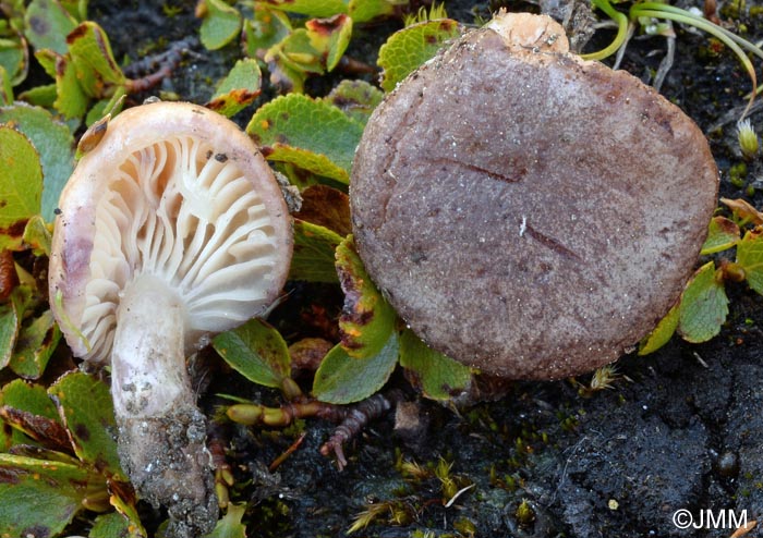 Lactarius robertianus = Lactarius brunneoviolaceus