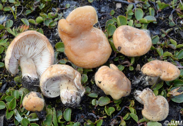 Lactarius salicis-herbaceae