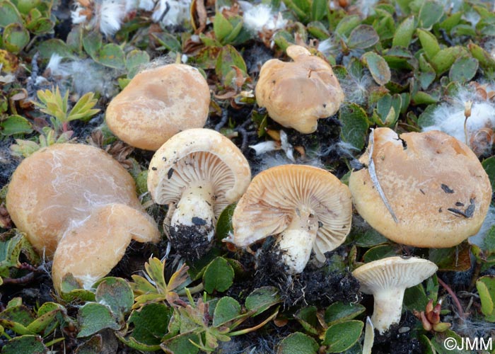 Lactarius salicis-herbaceae