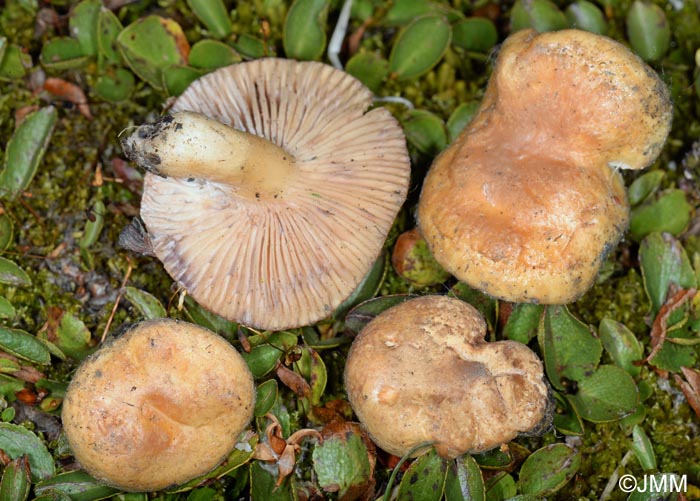 Lactarius salicis-herbaceae