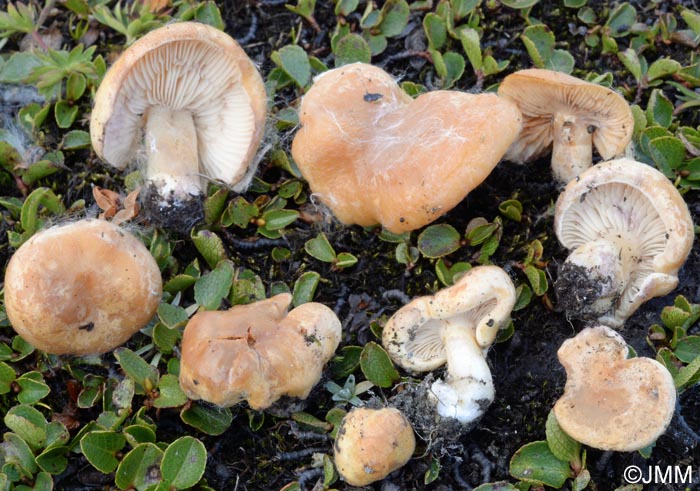 Lactarius salicis-herbaceae