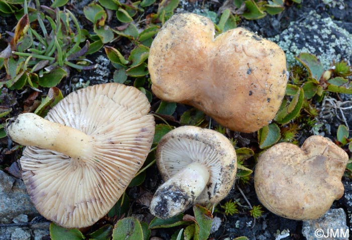 Lactarius salicis-herbaceae