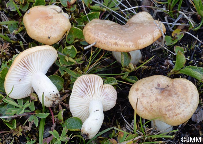 Lactarius salicis-herbaceae