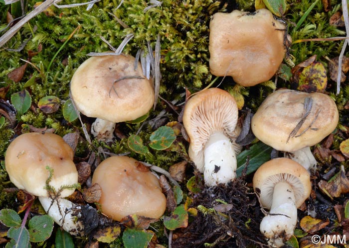 Lactarius salicis-herbaceae