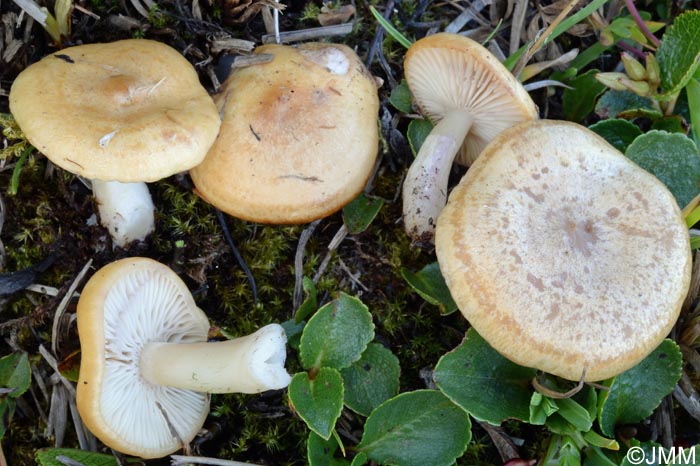 Lactarius salicis-herbaceae