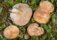 Lactarius salicis-herbaceae