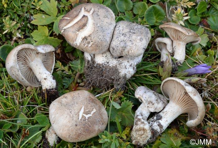 Lepista subconnexa = Clitocybe subconnexa