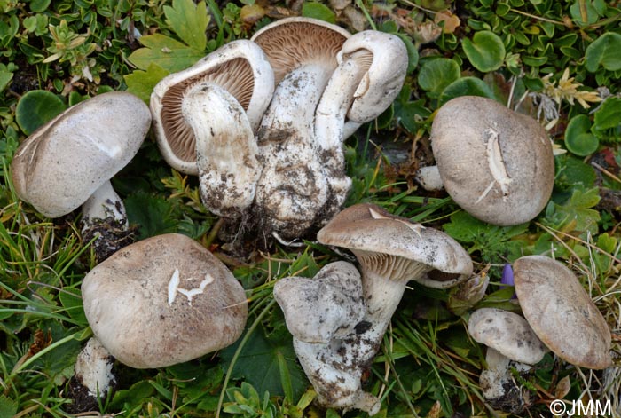 Lepista subconnexa = Clitocybe subconnexa