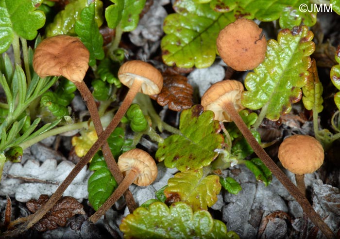 Marasmius epidryas