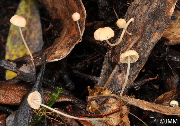 Mycena exilis