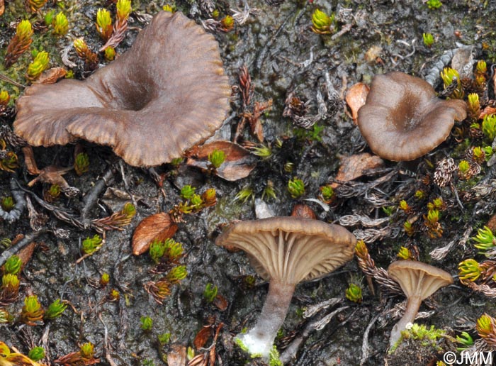 Omphalina chionophila