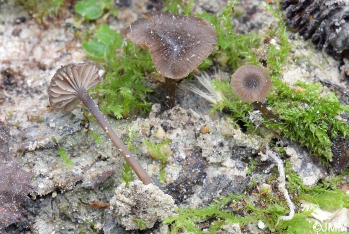 Rickenella swartzii f. alnobetulae