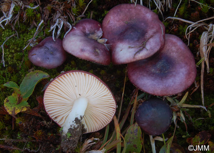 Russula alpigenes = Russula fragilis var. alpigenes