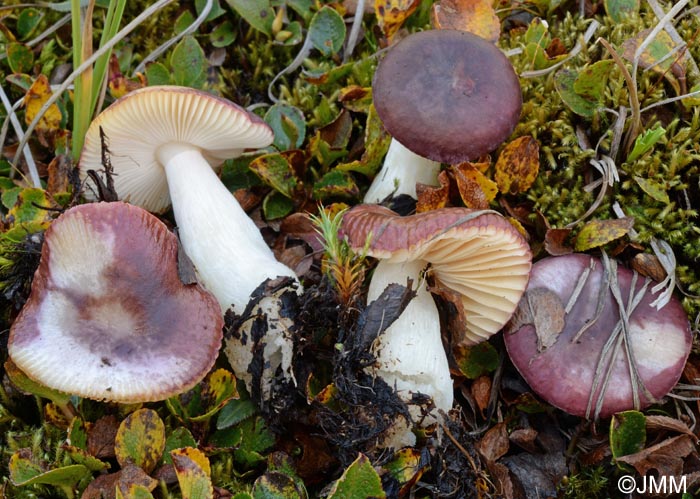 Russula alpigenes = Russula fragilis var. alpigenes