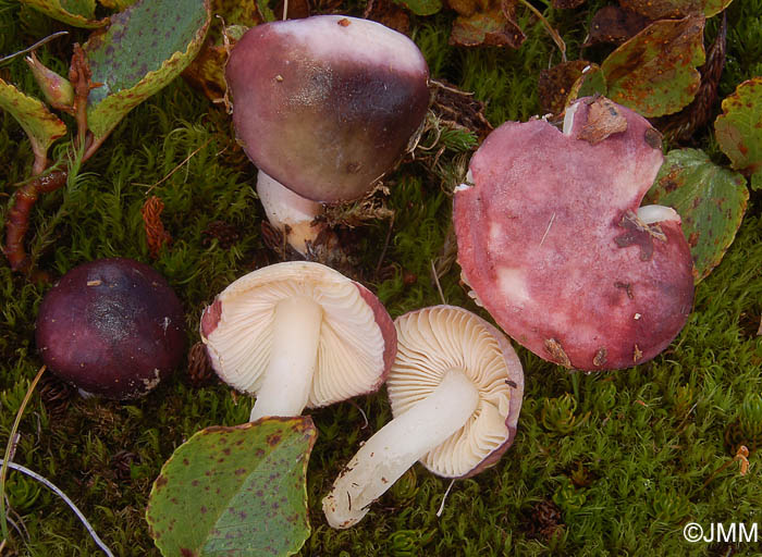 Russula alpigenes = Russula fragilis var. alpigenes