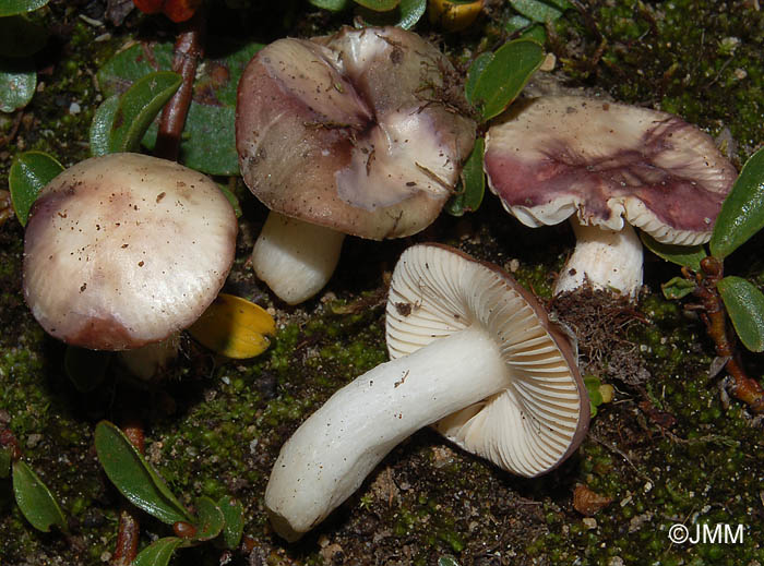 Russula alpigenes = Russula fragilis var. alpigenes