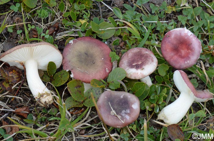 Russula alpigenes